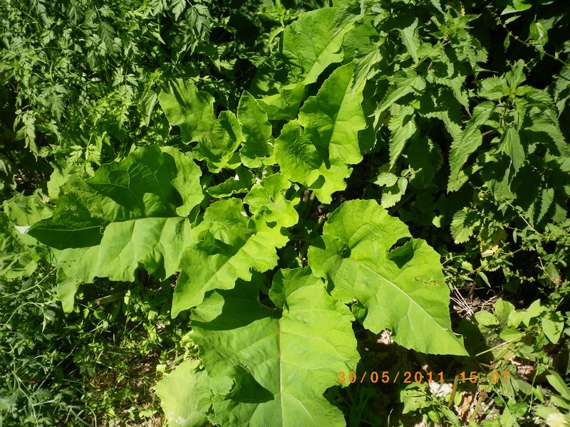 Foglie giganti